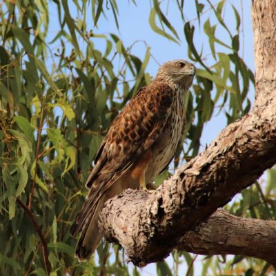 A brown and cream hawk sits on the branch of a gum tree.